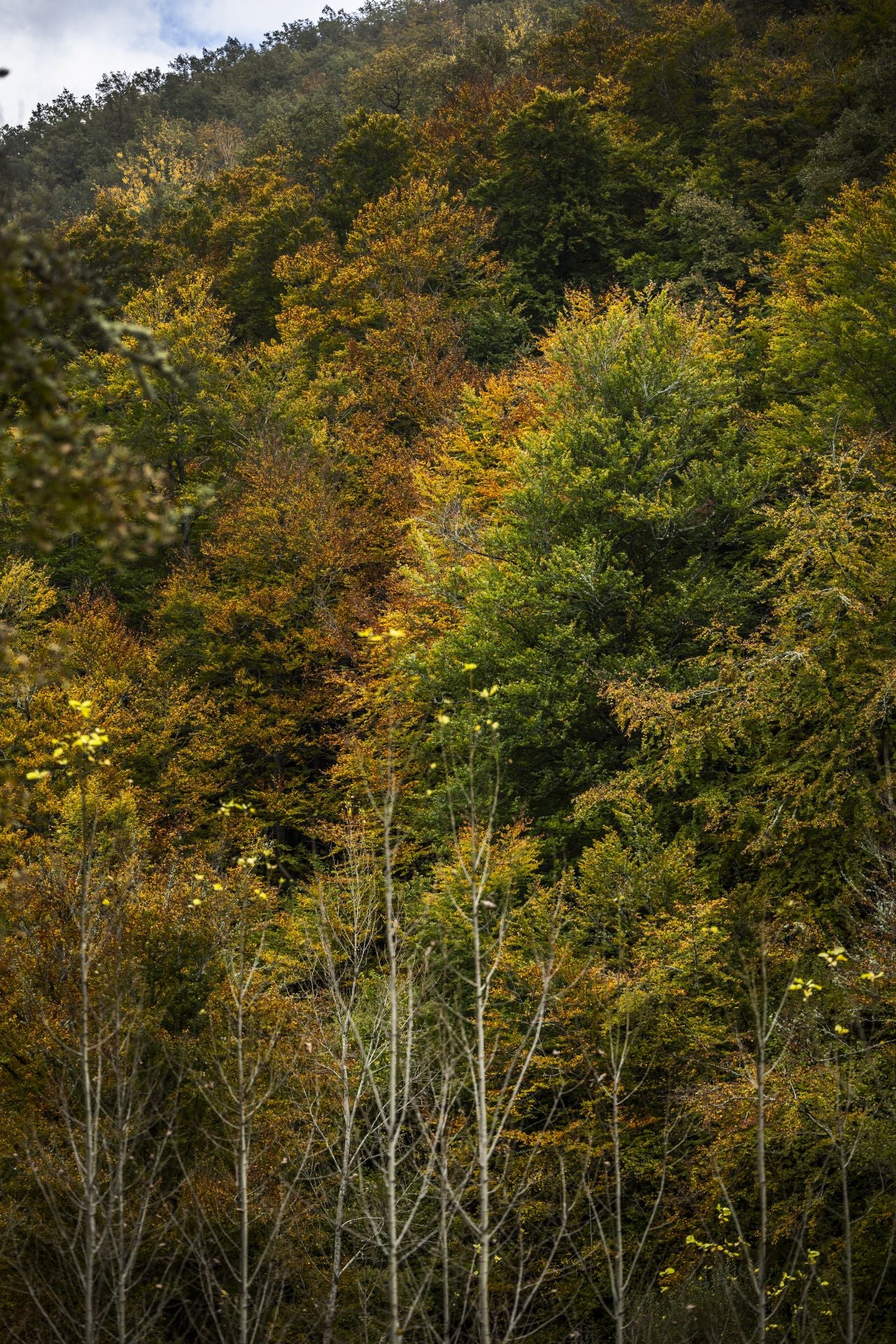 Colorido otoño riojano