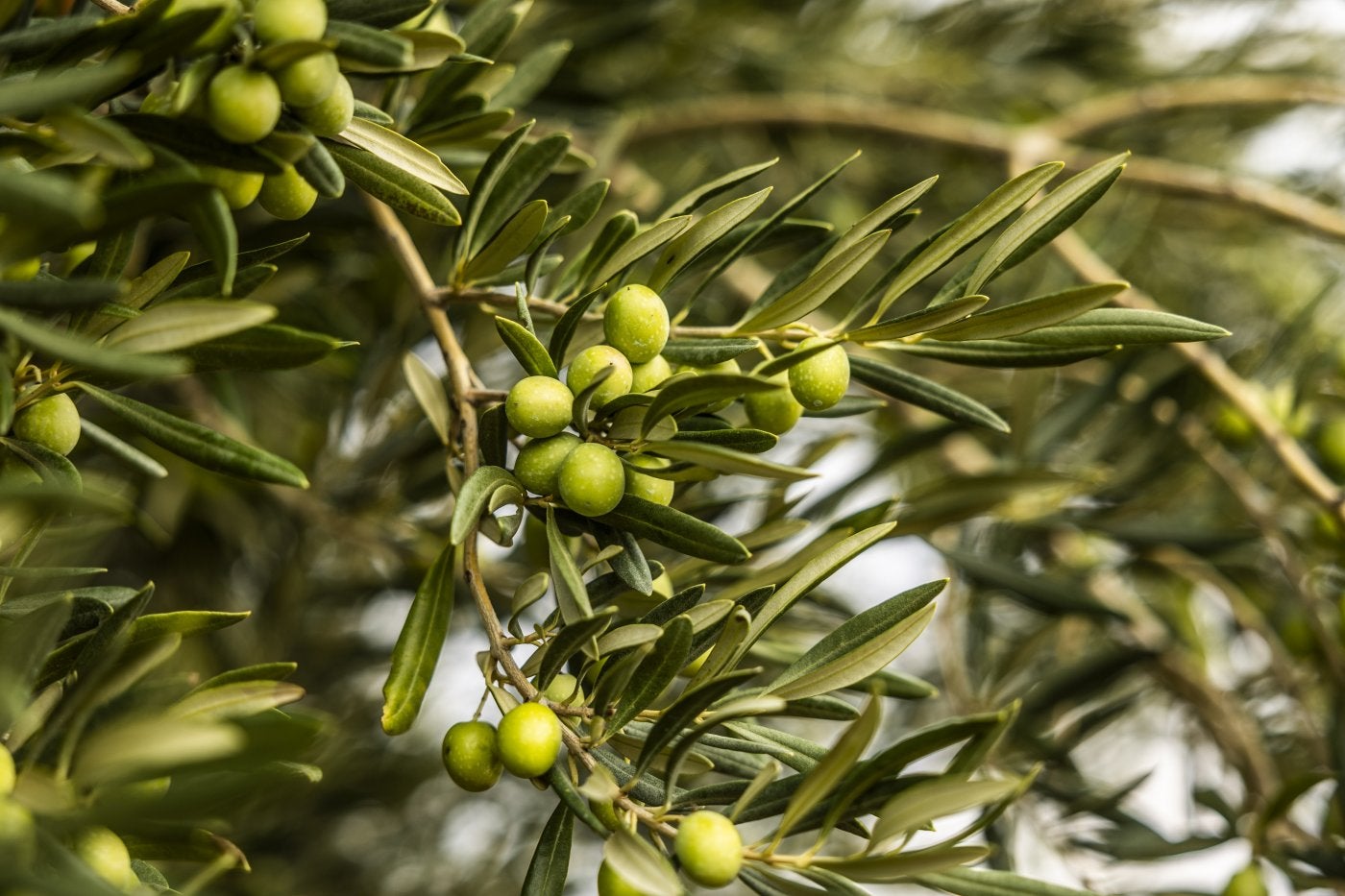 Las olivas están ya en su última fase de maduración.