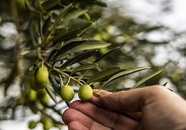 Olivas en el campo riojano, muy próximas a su punto de maduración.