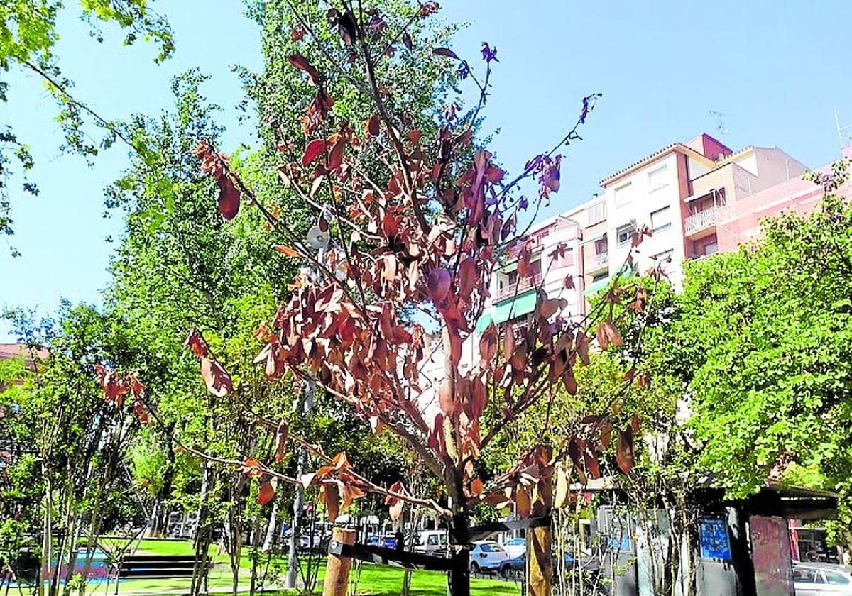 «Horrible. Han tapado los murales alegóricos al Camino con pintadas asquerosas»