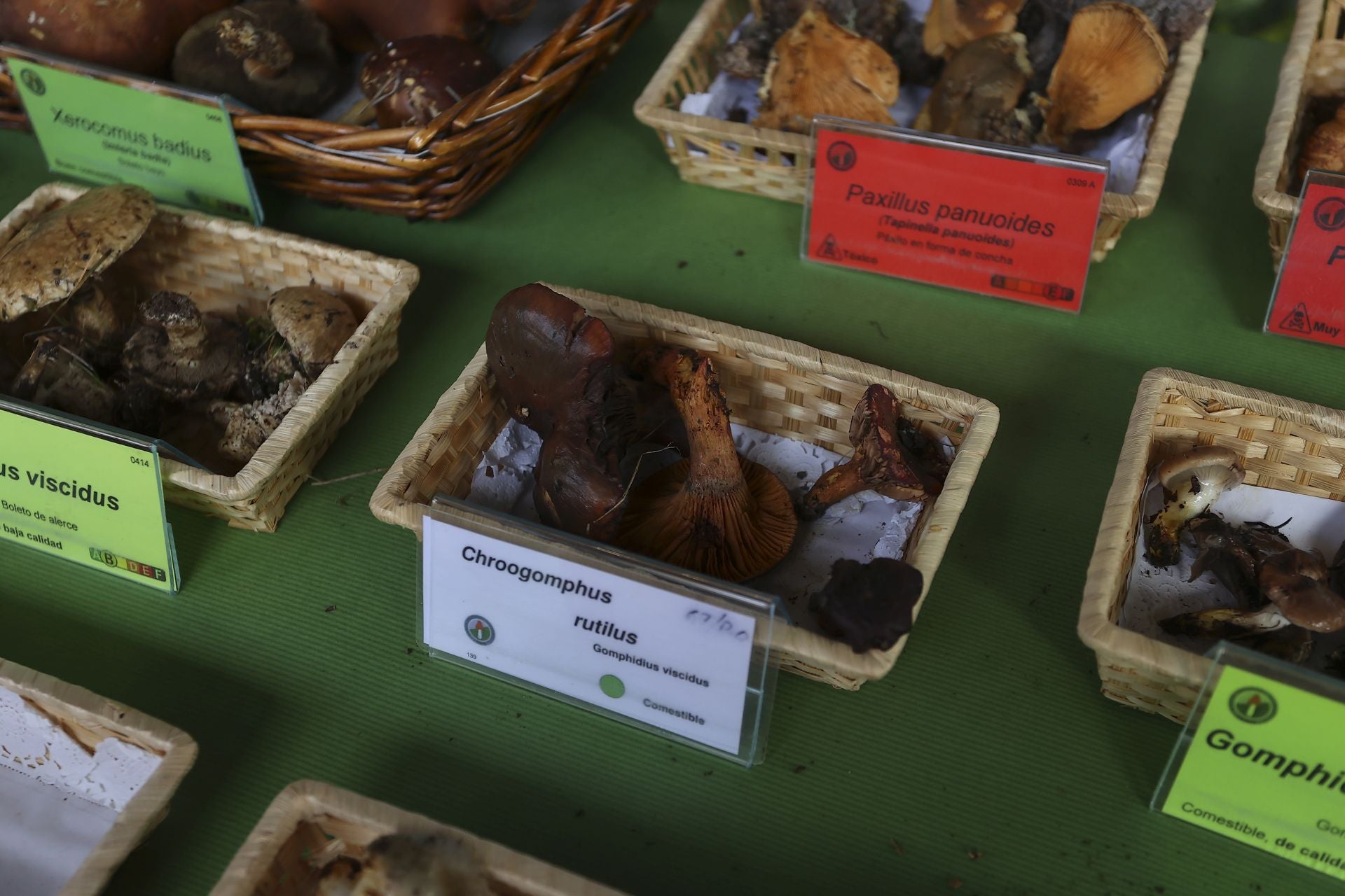 Exposición de setas en Gran Vía para el cierre de las jornadas de Verpa