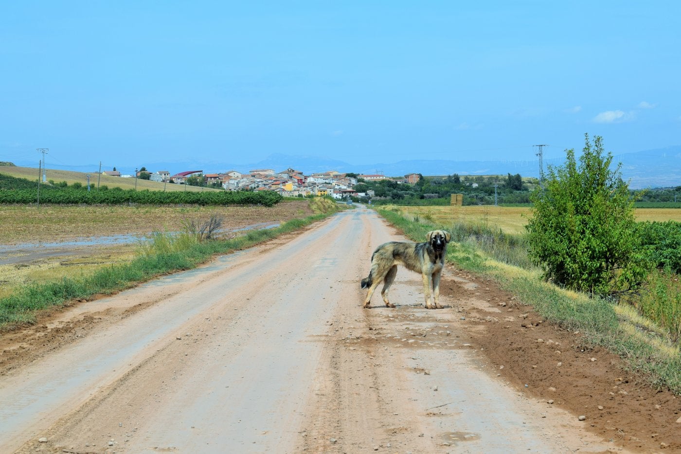 Autol y Santo Domingo reciben ayuda estatal para el control de gatos