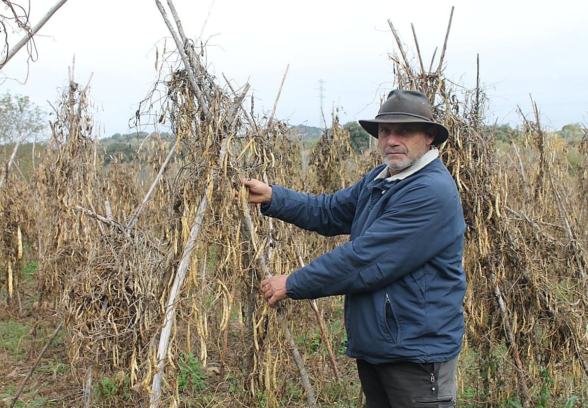 Julio, cultivador de Anguiano, muestra algunas de las plantas de alubias afectadas por el exceso de lluvia, que ha descuadrado la cosecha.