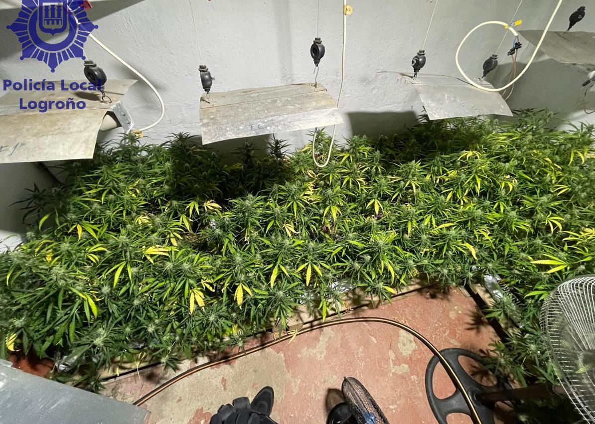 Imagen secundaria 1 - Desmantelada una plantación de marihuana de 395 plantas en Logroño