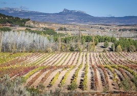 Finca de germoplasma del ICVV en La Grajera.