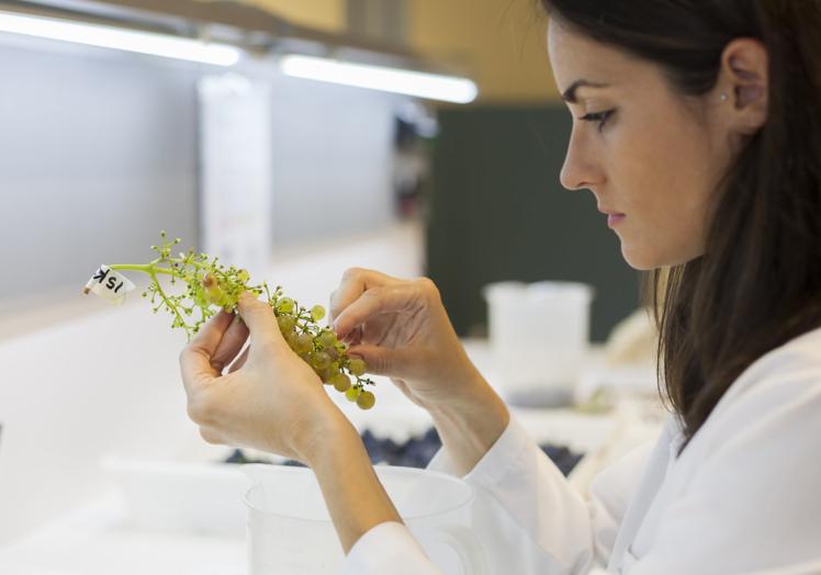 Detalles del trabajo en los laboratorios del ICVV