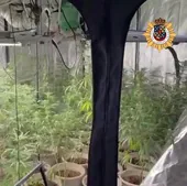 Uno de los invernaderos en los que se cultivaba la marihuana en Lardero.