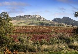 Peña Luenga, en los Obarenes, y Cellorigo, a la izquierda de la imagen, sirven de telón de fondo a la vila donde se cultivan los clones de la 'familia Roda 107'.