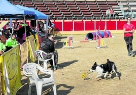 Uno de los perros participantes, en categoría de iniciación, persigue la pelota que le lanzó su dueña.