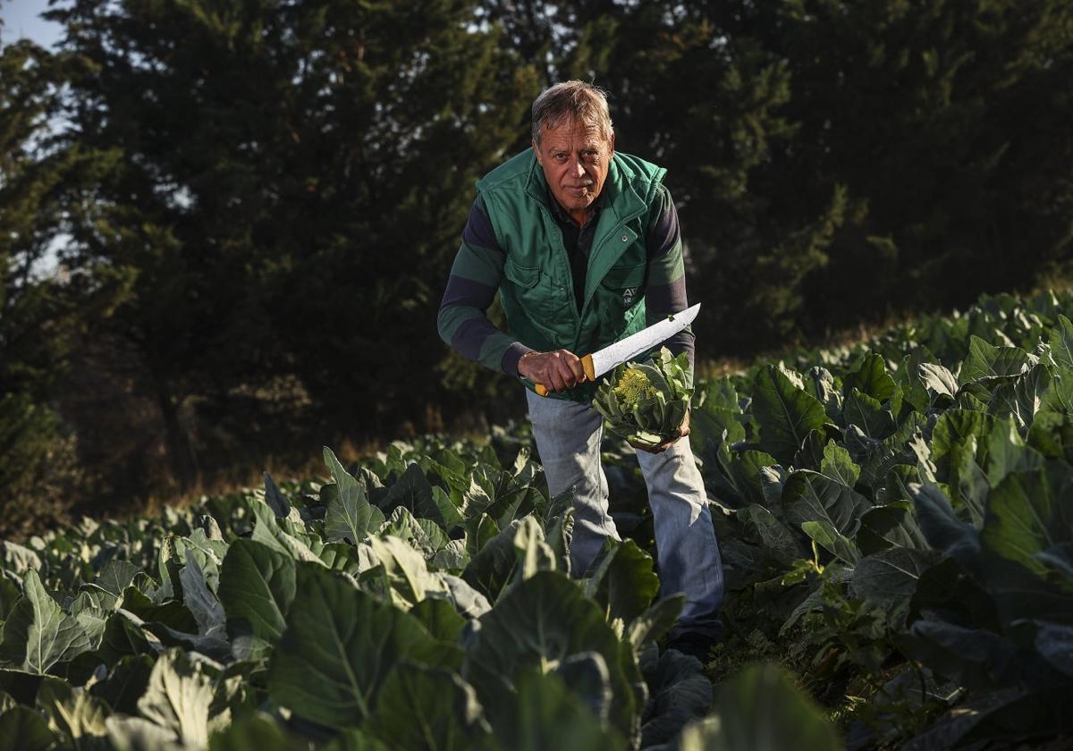 Un cultivo «mimoso» con un consumo en auge