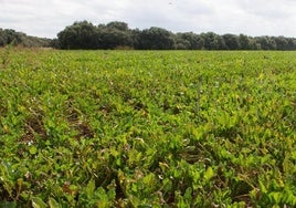 Campo de remolacha en San Torcuato, La Rioja