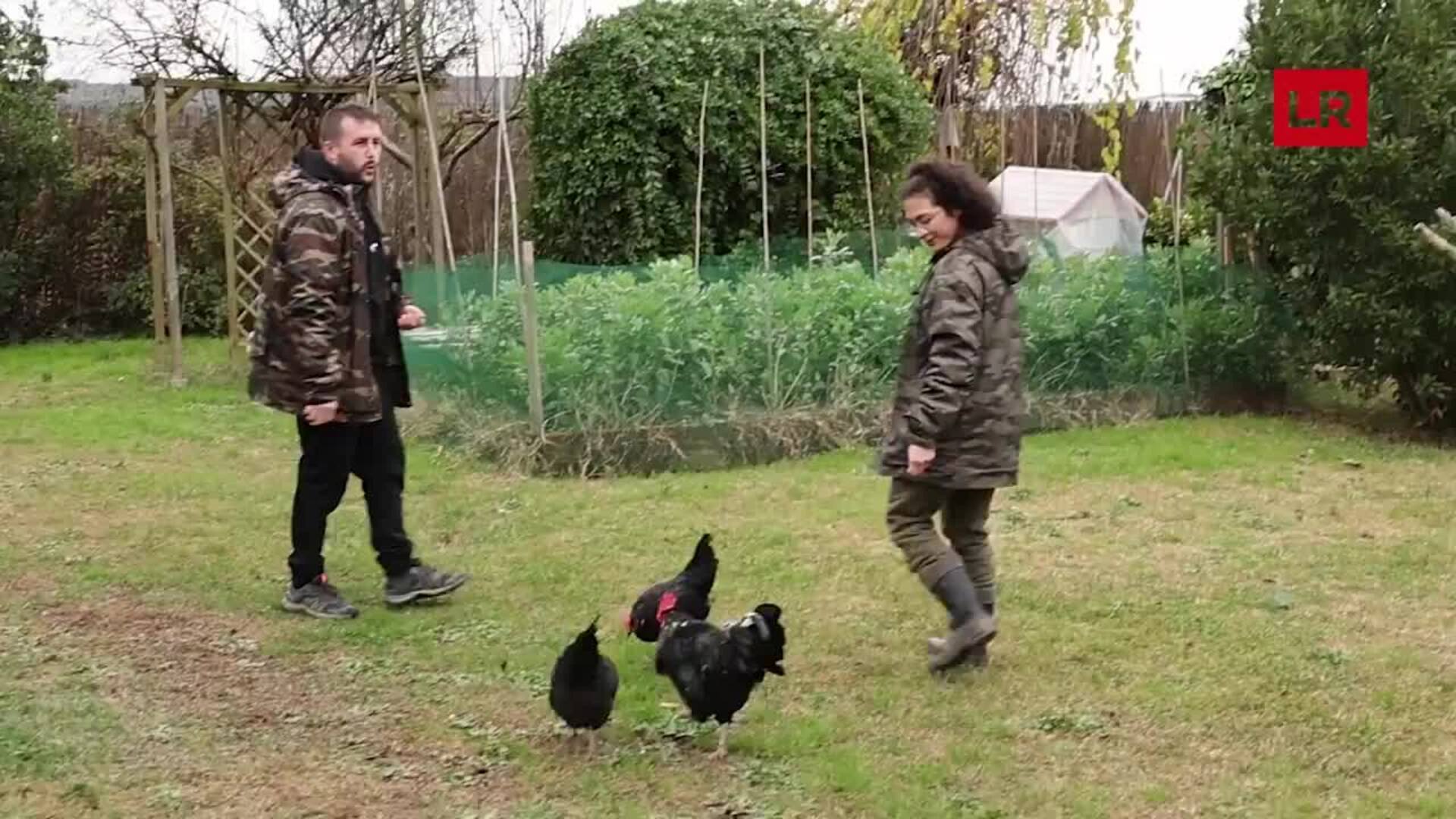 La Rioja también cuenta con una raza autóctona de gallina: la camerana