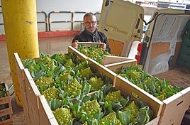 José Antonio Pérez Cristóbal descargando romanescu en la cooperativa El Raso de Calahorra