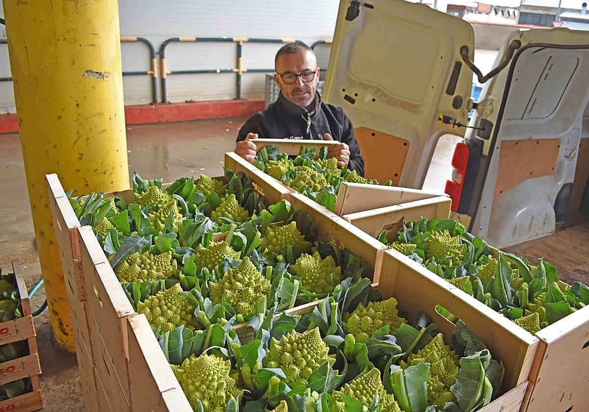José Antonio Pérez Cristóbal descargando romanescu en la cooperativa El Raso de Calahorra