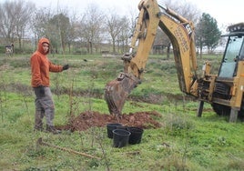 Plantación de árboles en Huércanos