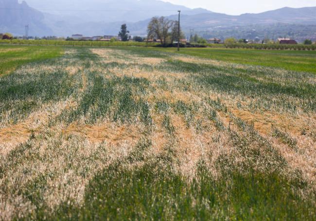 Sequía en un campo de cereal riojano.