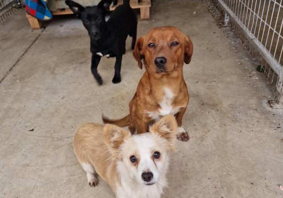 Varios perros que han pasado en los últimos días por el centro.