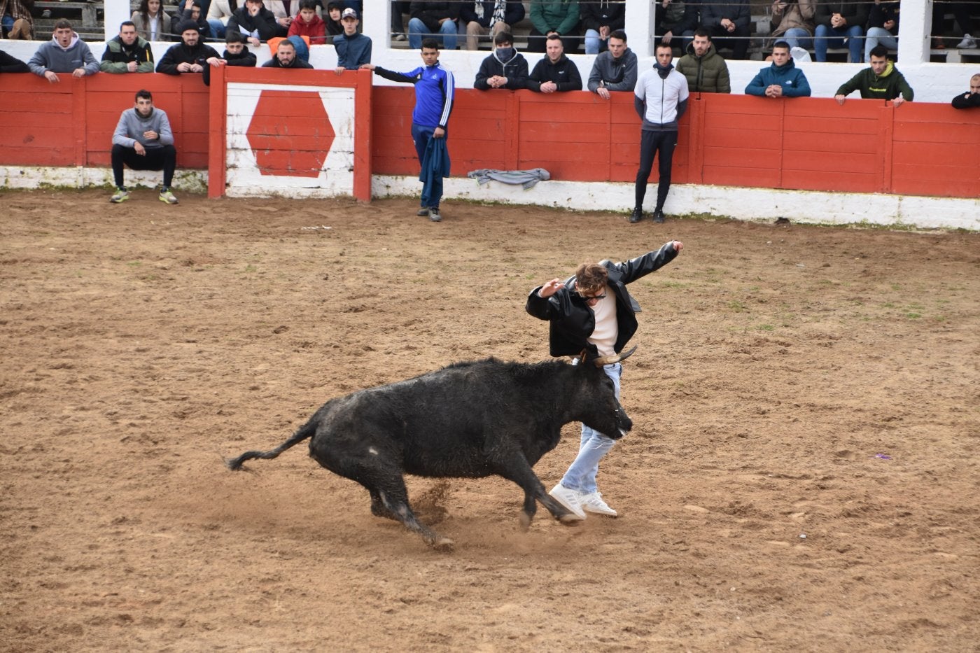 Las vacas corren por la plaza de toros y las calles de Aldeanueva de Ebro