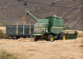 Cosechando cereal en la sierra de Alcarama.