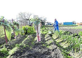 Alberto Rosales elimina hierbajos de los surcos y prepara la tierra para los ajos y cebollas, principalmente.