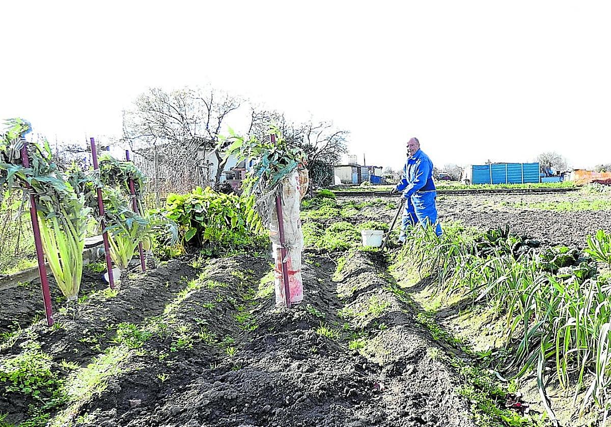 Alberto Rosales elimina hierbajos de los surcos y prepara la tierra para los ajos y cebollas, principalmente.