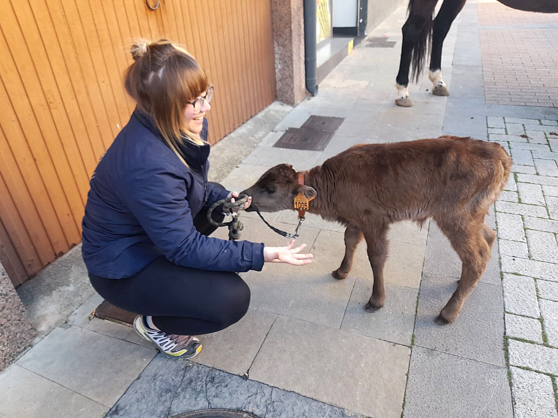 Bendición por San Antón en Rincón de Soto