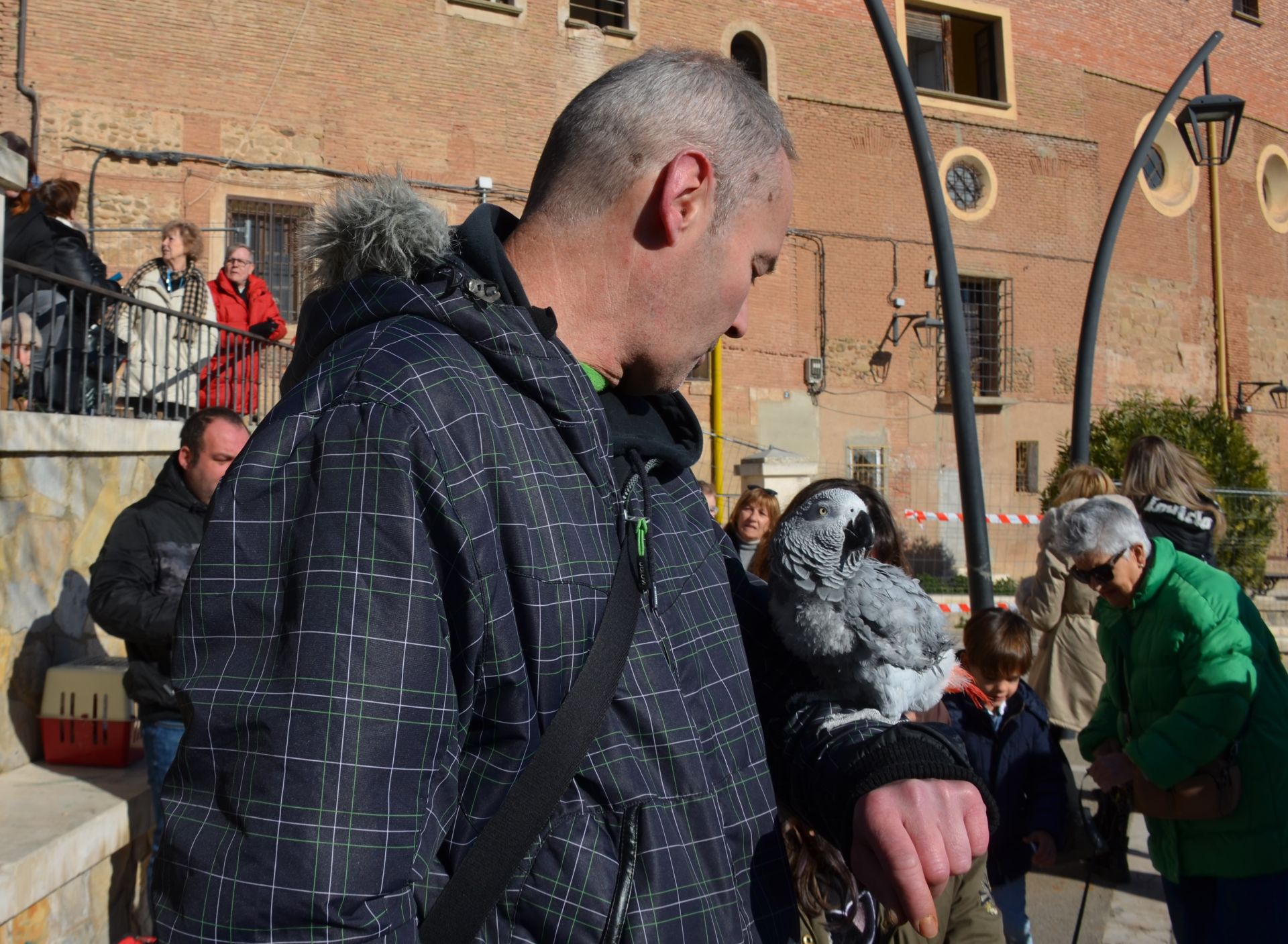 Bendición de San Antón, en Calahorra