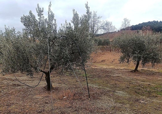 El robo de cable de fibra óptica en Fitero deja sin conexión de telefonía e internet a la comarca de Cervera desde ayer