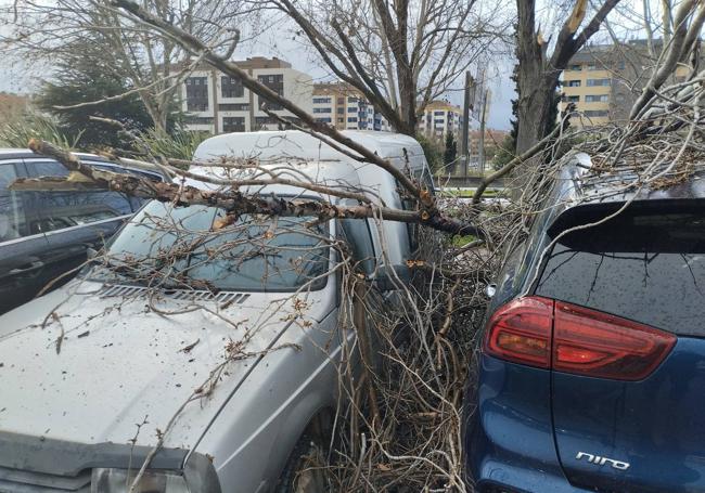 Árbol caído entre dos coches en el aparcamiento del parque San Adrián, al lado de los cines 7 Infantes de Logroño