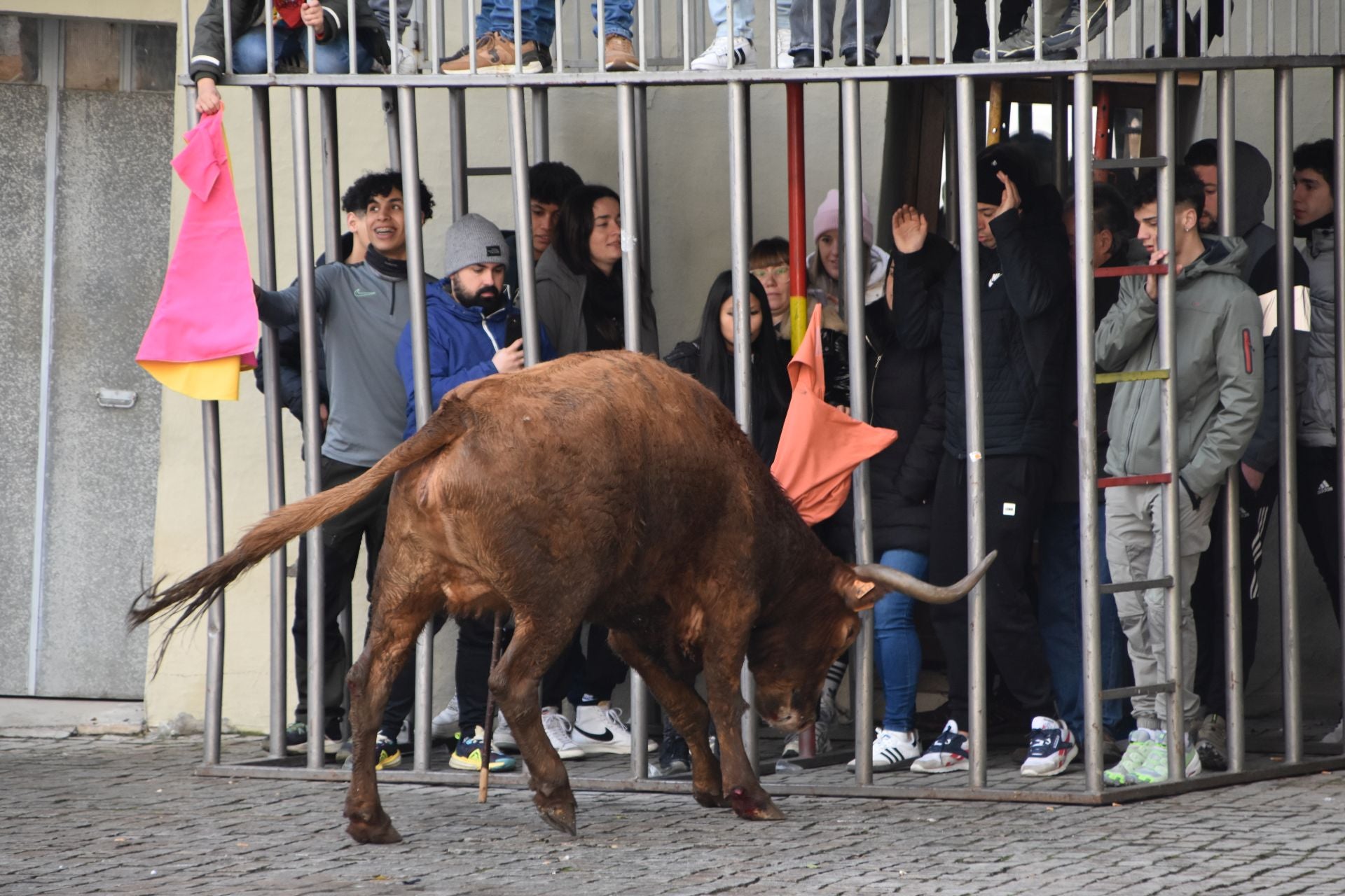 Encierros de reses bravas en las fiestas de San Blas de Autol