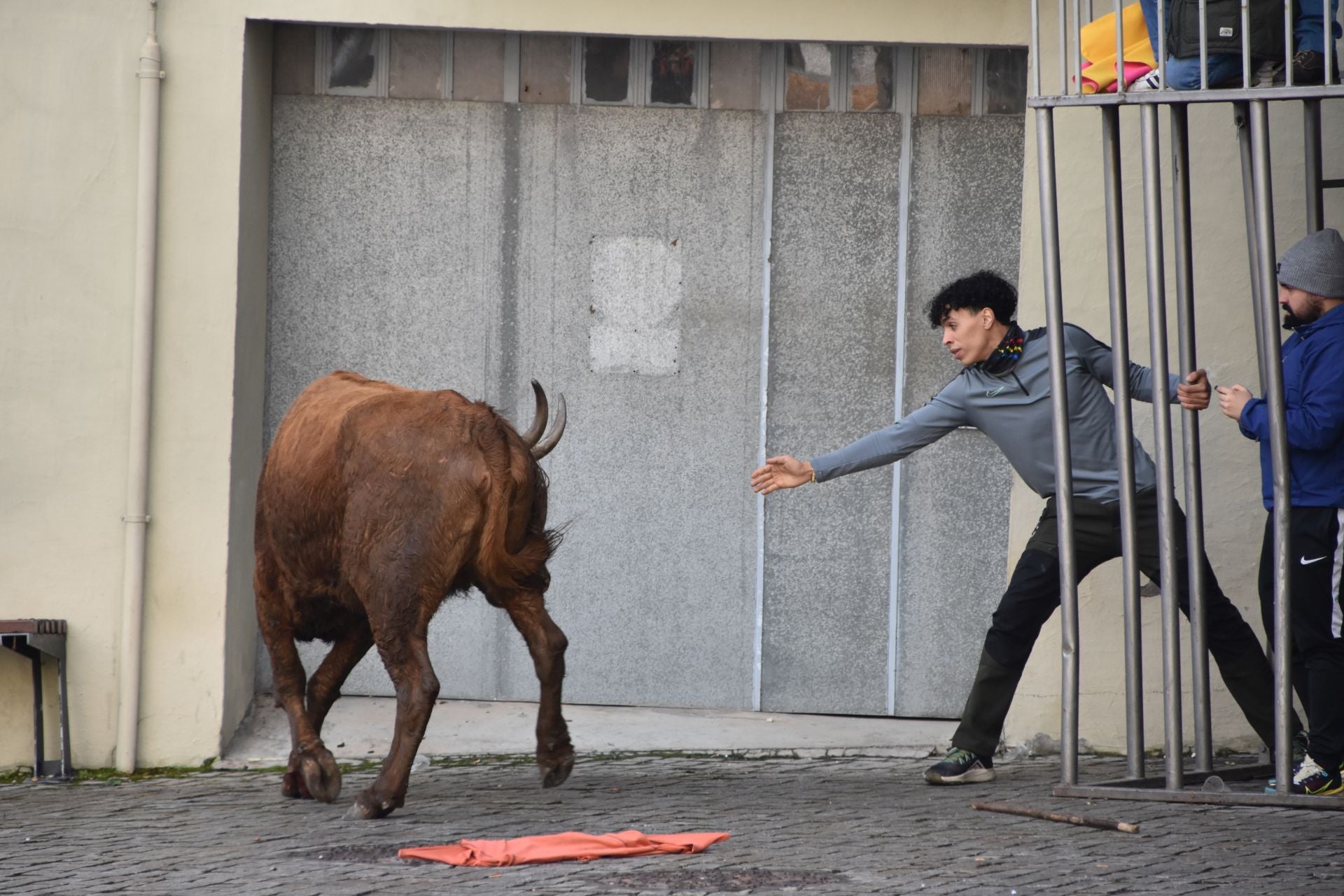 Encierros de reses bravas en las fiestas de San Blas de Autol