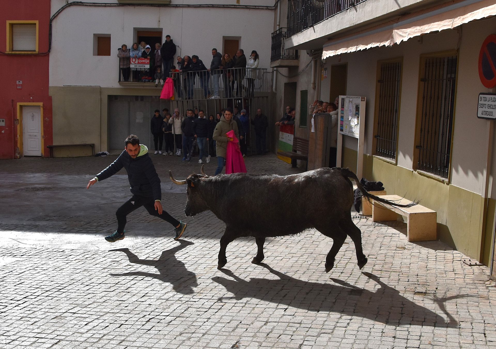 Encierros de reses bravas en las fiestas de San Blas de Autol