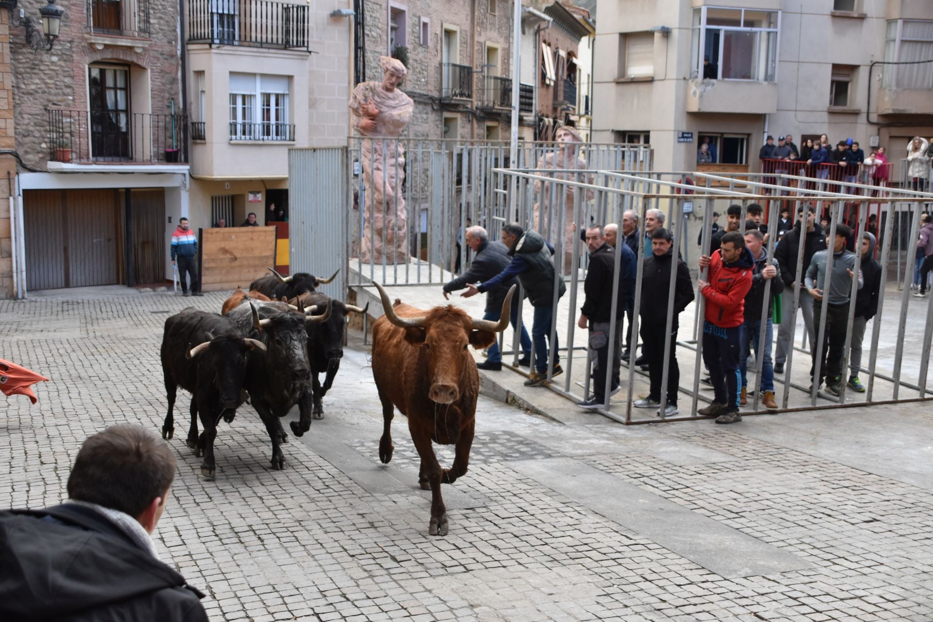 Encierros de reses bravas en las fiestas de San Blas de Autol