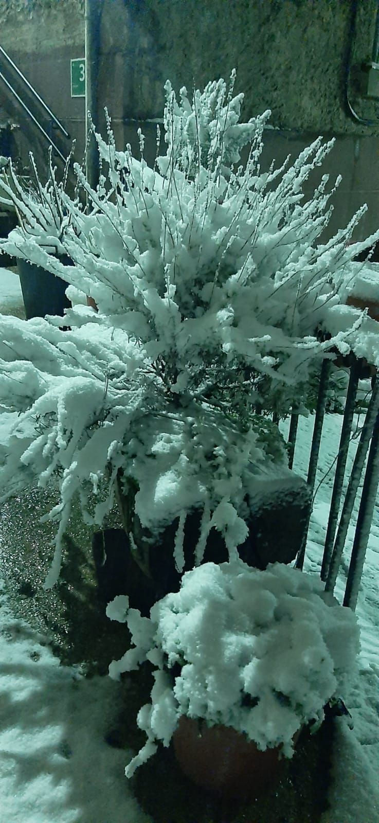 Los árboles, cubiertos de nieve