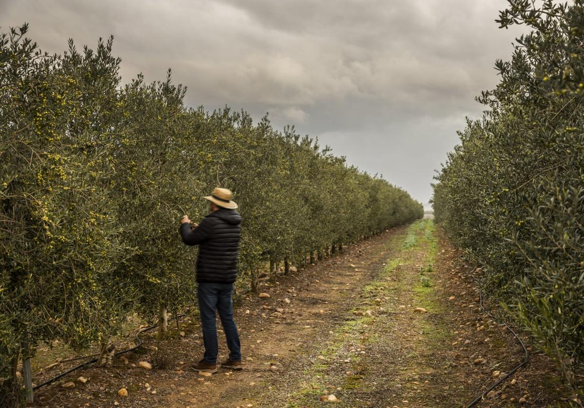 Un hombre comprueba las olivas de una plantación de Tudelilla durante el pasado otoño.