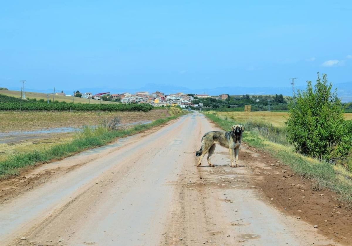 Daños en cultivos y en caminos rurales en la zona de Ventas Blancas, en agosto pasado.