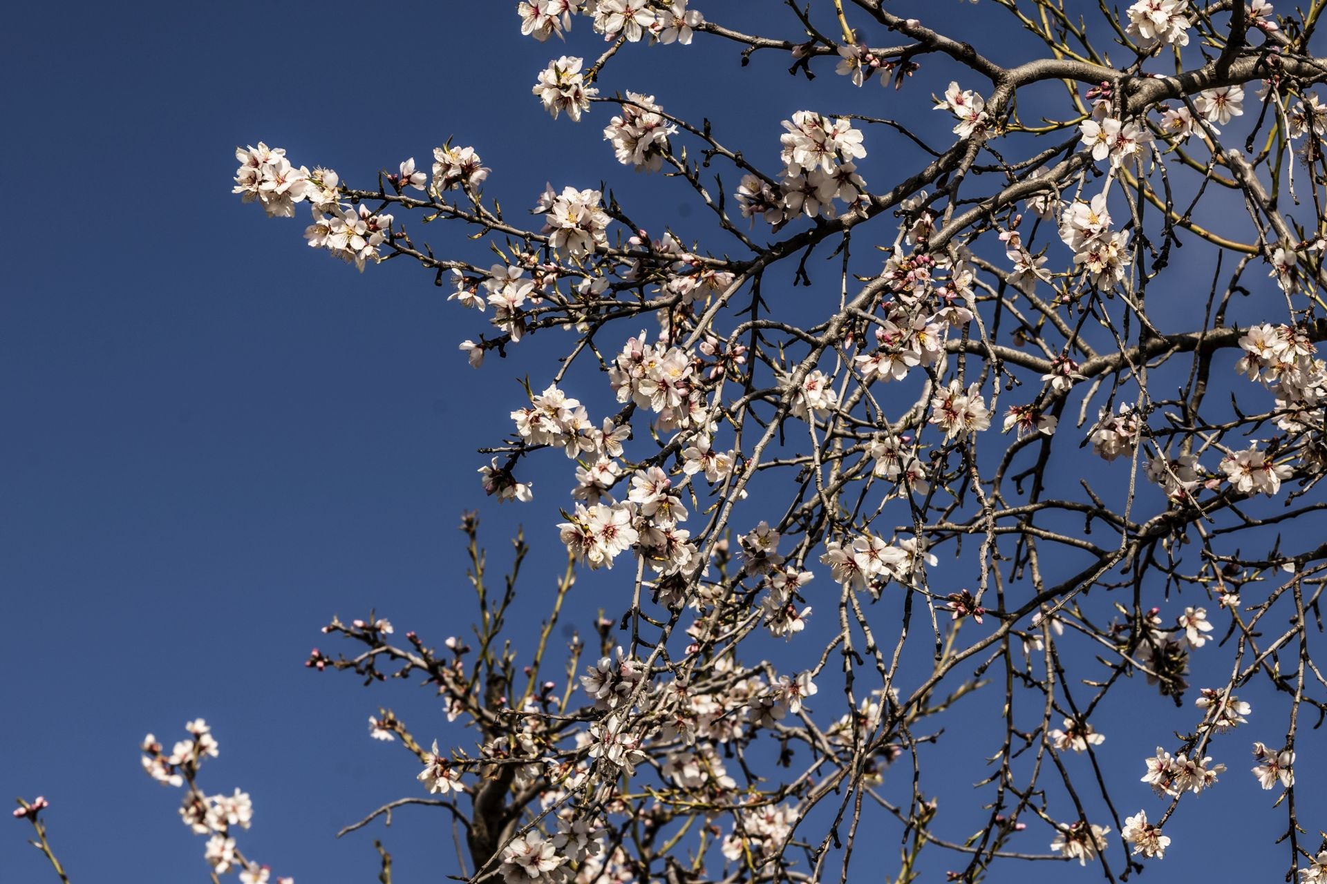Así lucen los almendros en flor en La Rioja