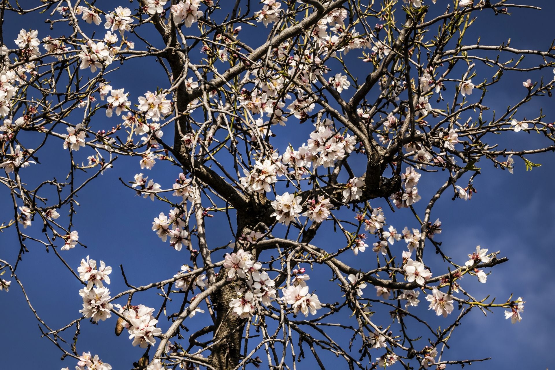 Así lucen los almendros en flor en La Rioja