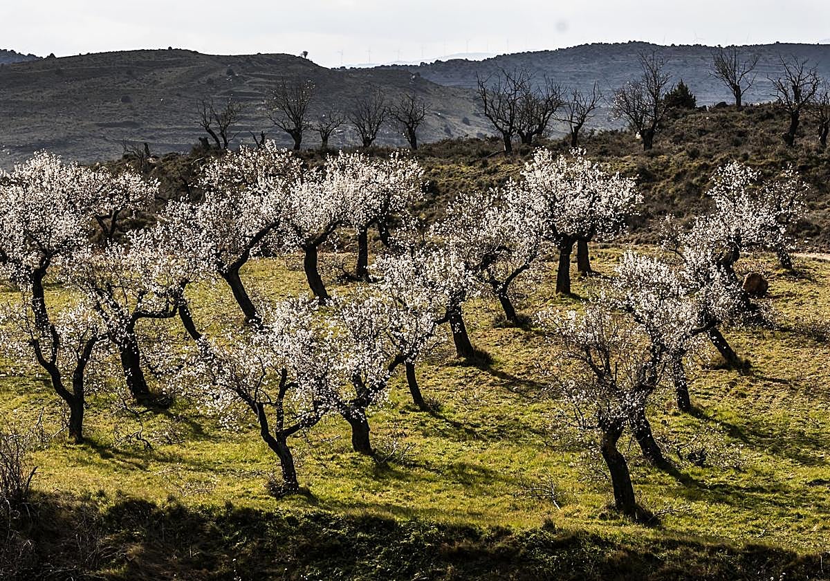 Así lucen los almendros en flor en La Rioja