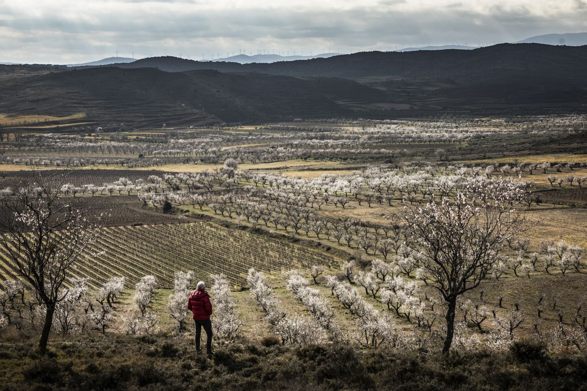 Así lucen los almendros en flor en La Rioja
