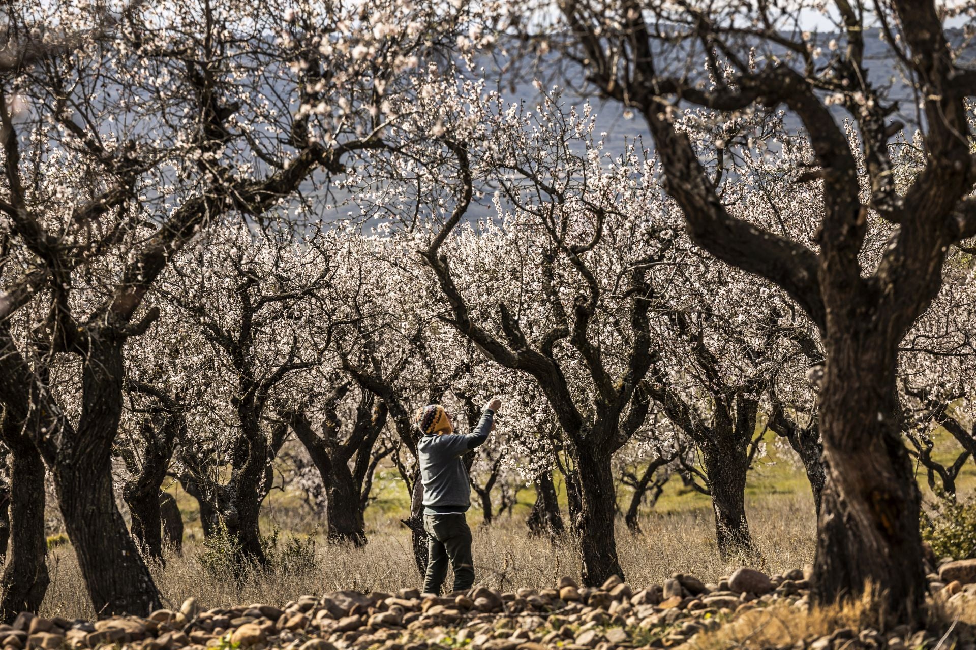 Así lucen los almendros en flor en La Rioja
