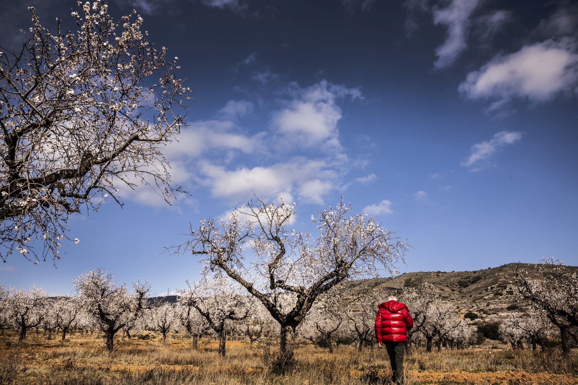 Así lucen los almendros en flor en La Rioja