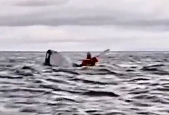 Vídeo: así se tragó una ballena a un chileno que iba en su kayak