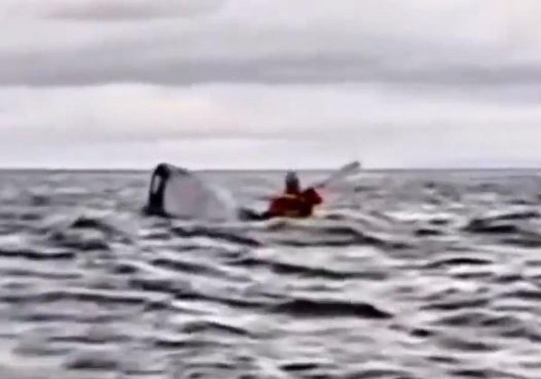 Vídeo: así se tragó una ballena a un chileno que iba en su kayak