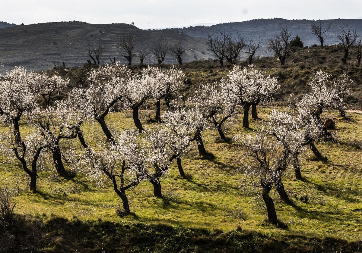 Campos de almendros en plena floración de febrero cerca de Grávalos.