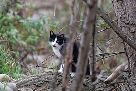 Un gato de una colonia felina gestionada en Logroño.