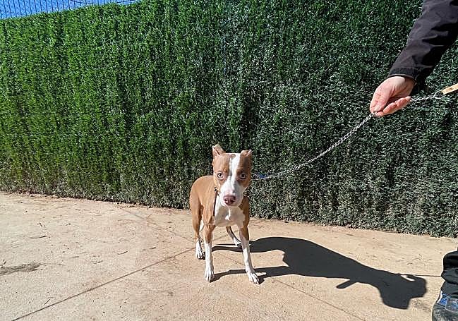 Sandy, a la espera de una adopción.