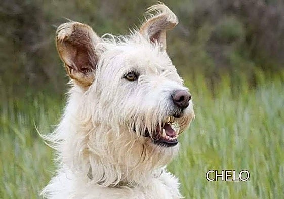 Chelo, una perra sociable y cariñosa