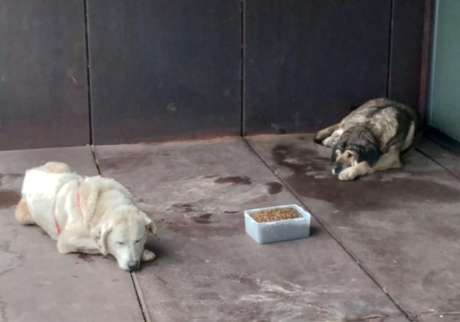 Los dos perros, con el pienso que les han servido, a la entrada del consultorio médico.