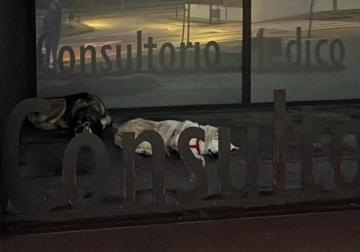 Los dos mansos mastines en la puerta del consultorio médico de Villamediana.